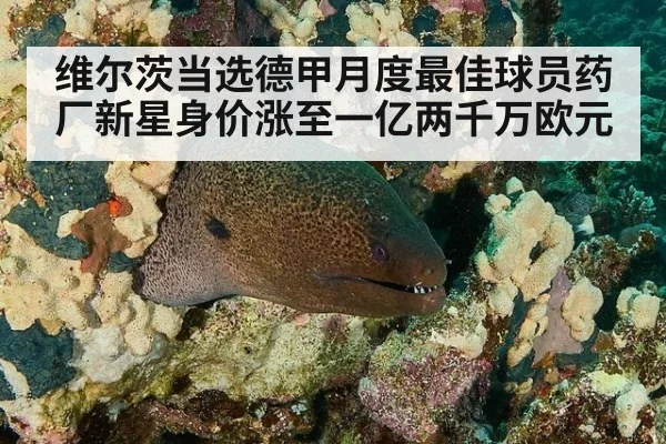 维尔茨当选德甲月度最佳球员药厂新星身价涨至一亿两千万欧元